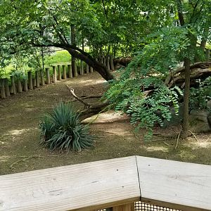 Maryland Zoo - male Sulcata exhibit
