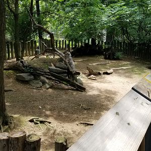 Maryland Zoo - Leopard tortoise, female Sulcatas