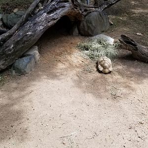 Maryland Zoo - Leopard tortoise