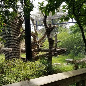 Maryland Zoo - Leopard