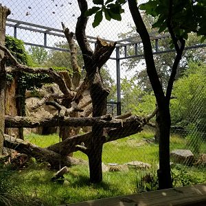 Maryland Zoo - Leopard