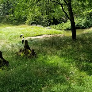 Maryland Zoo - Antelope yard (Addra gazelle, lesser kudu, saddle-billed stork)
