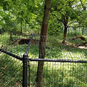Maryland Zoo - Cheetahs
