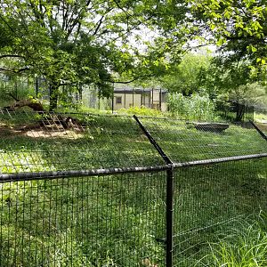 Maryland Zoo - Cheetahs