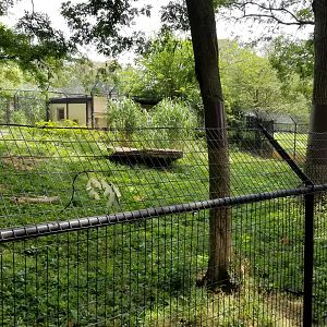 Maryland Zoo - Cheetahs