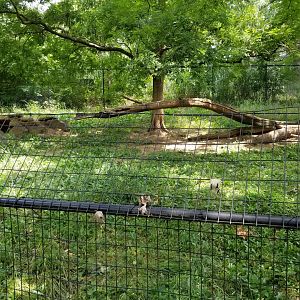 Maryland Zoo - Cheetahs