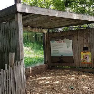 Maryland Zoo - Cheetahs