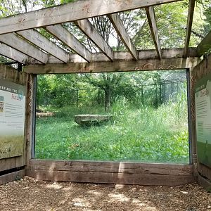 Maryland Zoo - Cheetahs