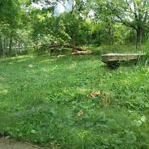 Maryland Zoo - Cheetahs