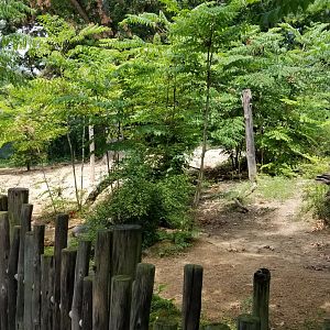 Maryland Zoo - Warthogs
