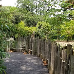 Maryland Zoo - Warthogs