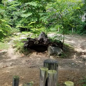 Maryland Zoo - Warthogs