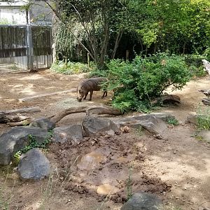 Maryland Zoo - Warthogs
