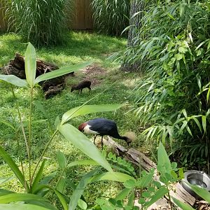 Maryland Zoo - Blue duiker, black crowned cranes