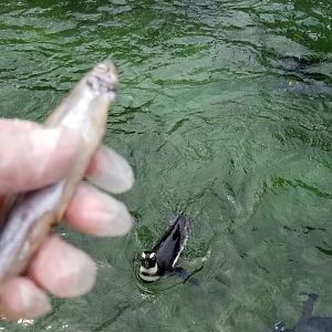 Maryland Zoo - African penguins