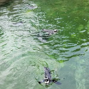 Maryland Zoo - African penguins