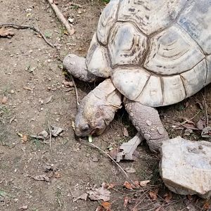 Maryland Zoo - Fern the leopard tortoise