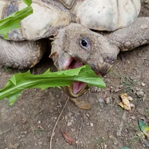 Maryland Zoo - Fern the leopard tortoise