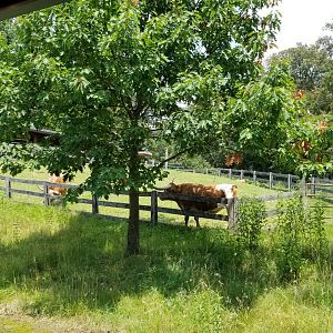 Maryland Zoo - Miniature texas longhorns