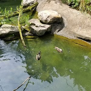 Maryland Zoo - Maryland Aviary