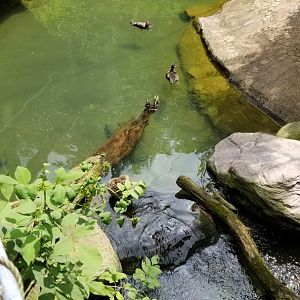 Maryland Zoo - Maryland Aviary