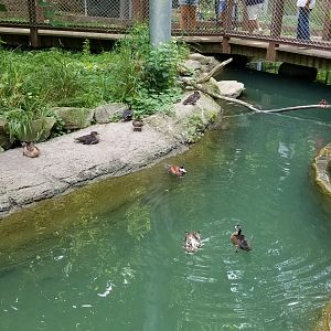 Maryland Zoo - Maryland Aviary