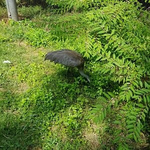 Maryland Zoo - Maryland Aviary