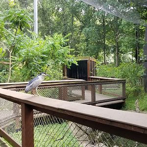 Maryland Zoo - Maryland Aviary