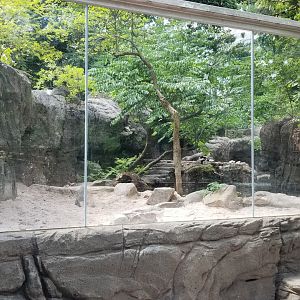 Maryland Zoo - NA River Otter updated