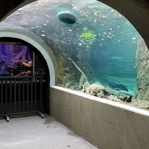 Maryland Zoo - NA River Otter updated