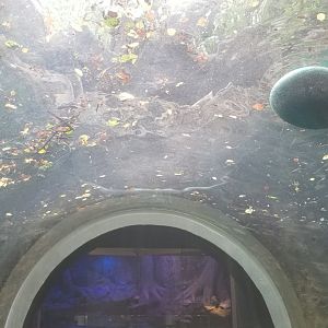 Maryland Zoo - NA River Otter updated