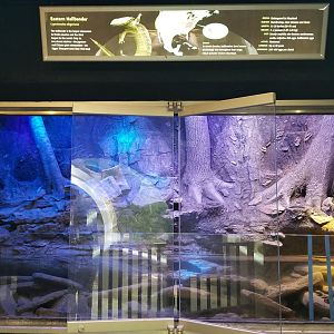 Maryland Zoo - Eastern hellbender updated