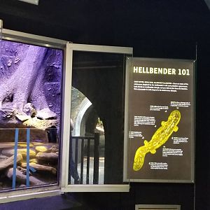 Maryland Zoo - Eastern hellbender updated