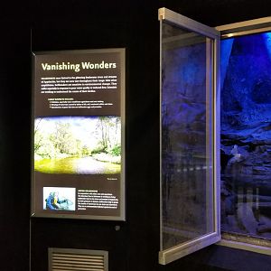 Maryland Zoo - Eastern hellbender updated