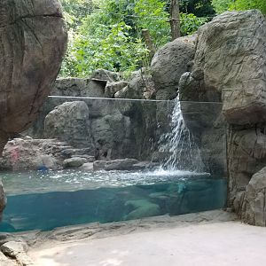 Maryland Zoo - NA River Otter updated