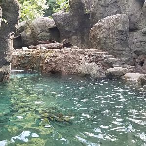 Maryland Zoo - NA River Otter updated