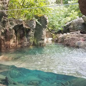 Maryland Zoo - NA River Otter updated