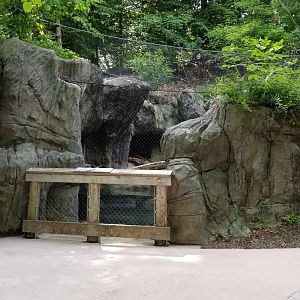 Maryland Zoo - Bobcat