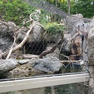 Maryland Zoo - Bobcat