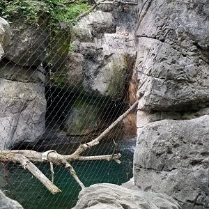 Maryland Zoo - Bobcat