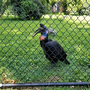Maryland Zoo - Northern ground hornbill
