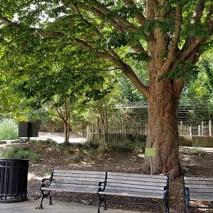 Maryland Zoo - Black-tailed prairie dogs