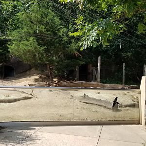 Maryland Zoo - Black-tailed prairie dogs