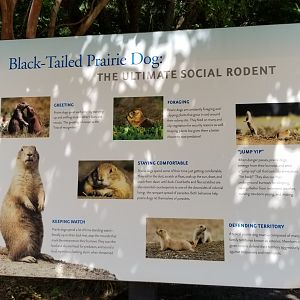 Maryland Zoo - Black-tailed prairie dogs
