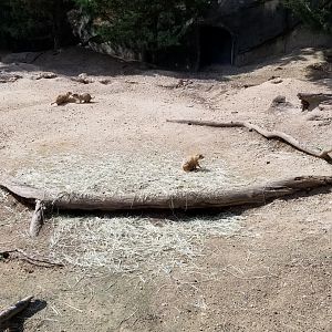 Maryland Zoo - Black-tailed prairie dogs