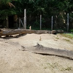 Maryland Zoo - Black-tailed prairie dogs
