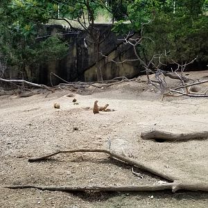Maryland Zoo - Black-tailed prairie dogs