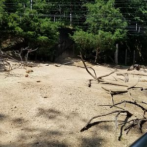 Maryland Zoo - Black-tailed prairie dogs