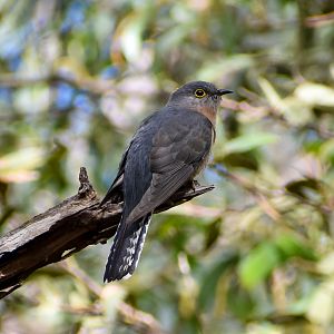 Fan-tailed Cuckoo (Cacomantis flabelliformis)