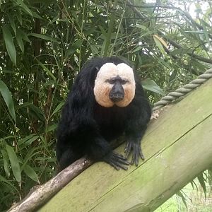 White-faced Saki 10/7/21